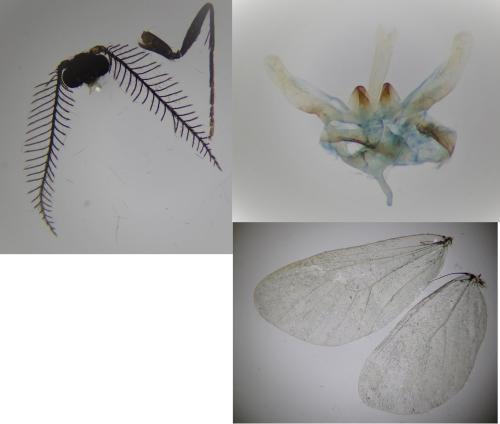 Réf. 297 847 : Rebelia plumella